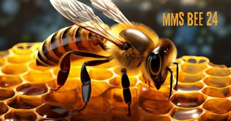 mms bee 24.com